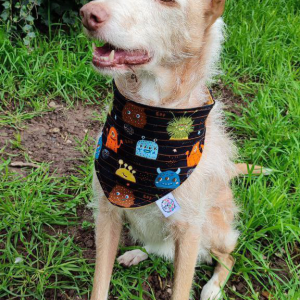 Bandanas Mascotas